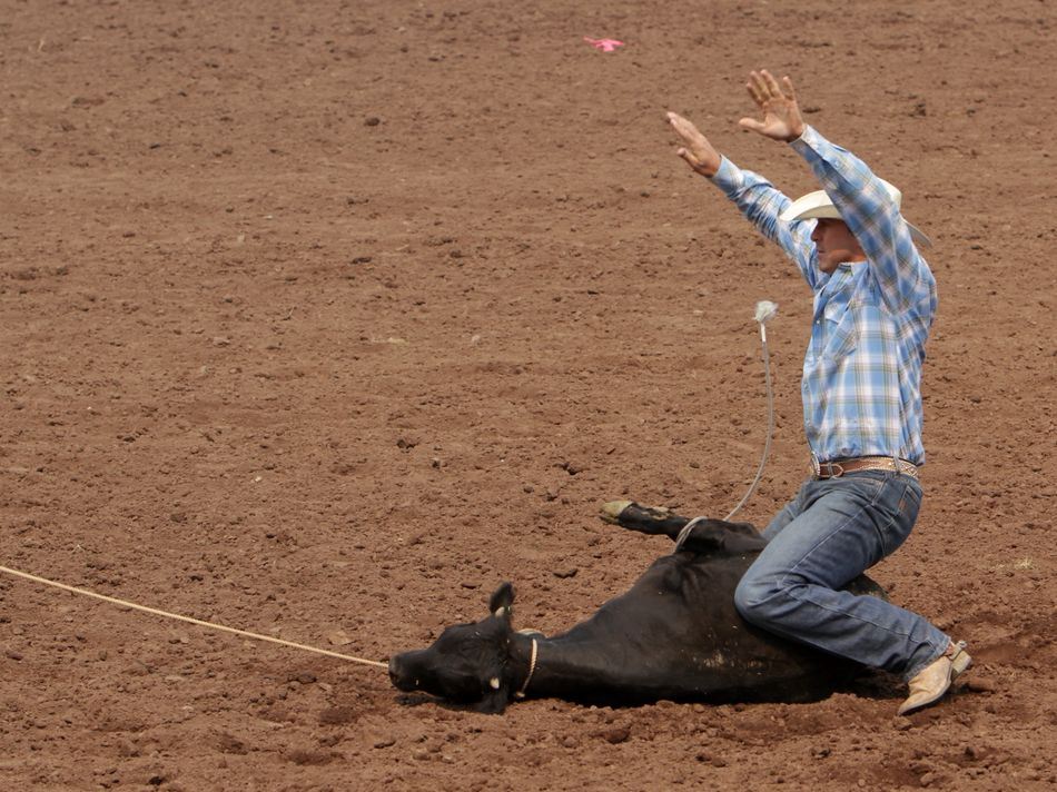 A man kneels over the top of a lassoed calf.