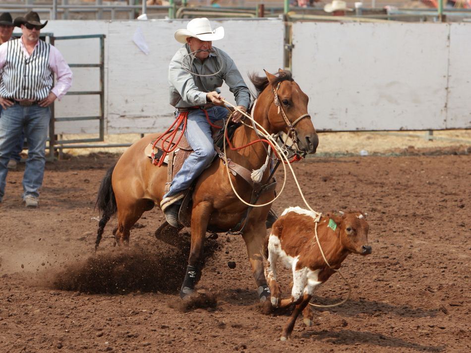 A man riding a horse gets the lasso around the neck of a calf.