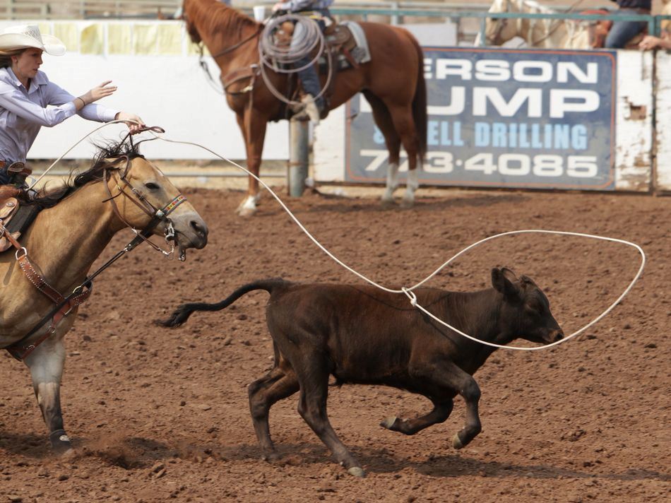 A calf narrowly escapes a lasso from a cowgirl behind him.