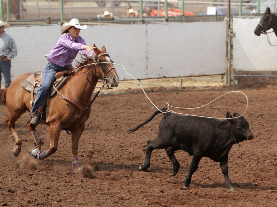 A calf narrowly escapes a lasso from a cowgirl behind him.