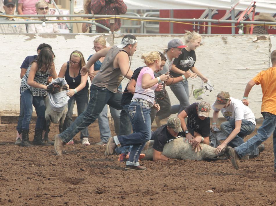 A group of people wrestle a sheep to the ground in attempt to put a t-shirt on it.