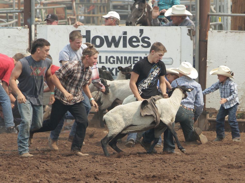 A group of boys attempt to put a t-shirt on a sheep.