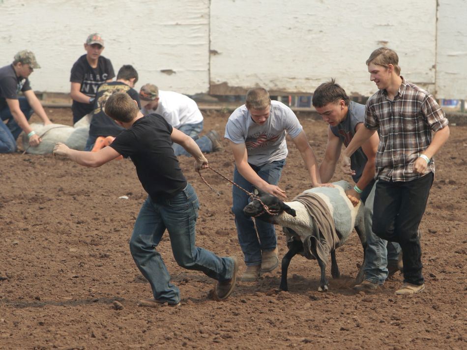 Boys push and pull a t-shirted sheep during an event of the 2015 Klickitat County Fair Rodeo.