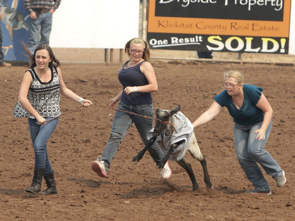 Girls push and pull a t-shirted sheep during an event of the 2015 Klickitat County Fair Rodeo.