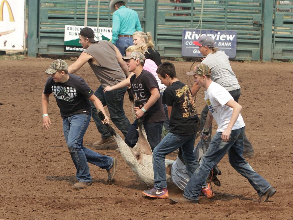 A group competes against another group picking up their sheep in a t-shirt to get to the finish line.