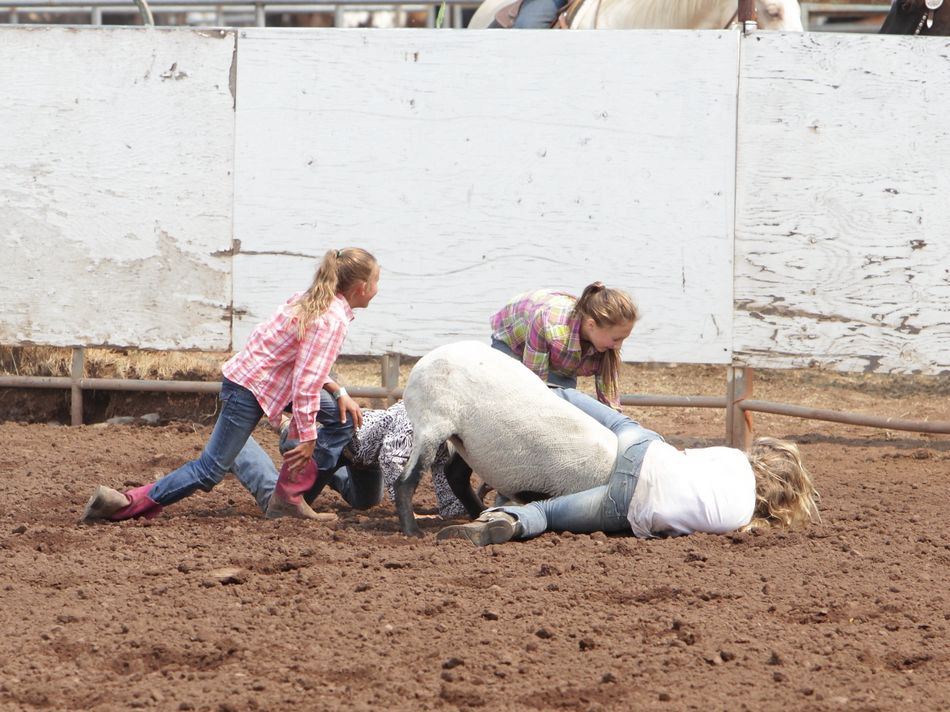 A team of girls wrestle their sheep to the ground.
