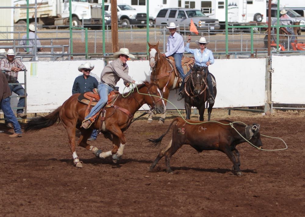 A man lassos a calf in the arena at the 2014 Klickitat County Fair.