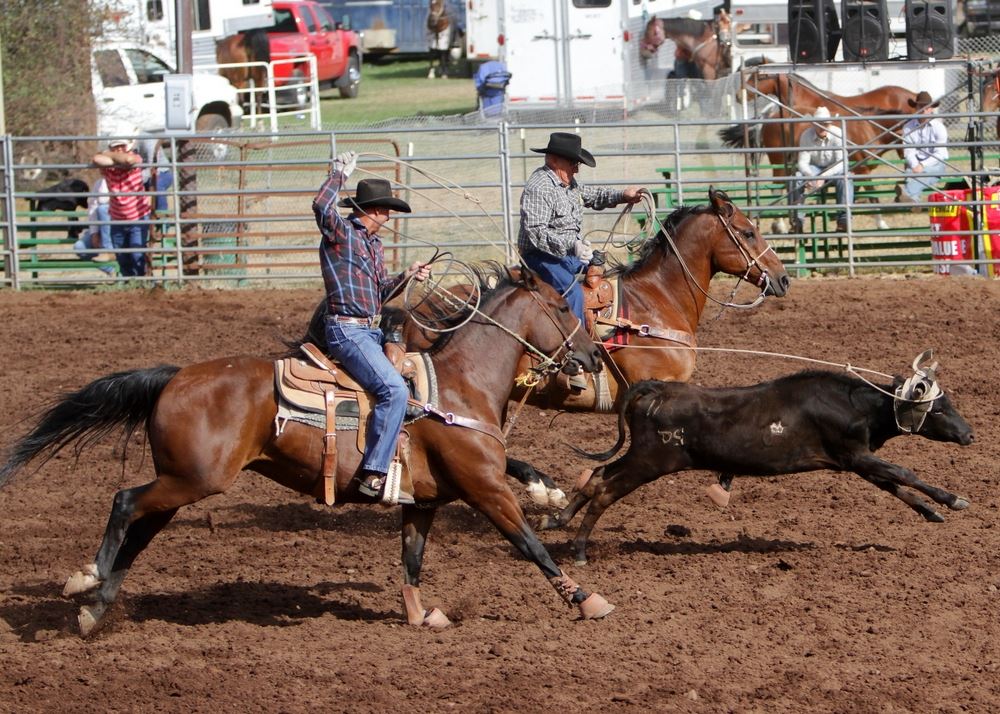 A man lassos the horns of a calf in the arena at the 2014 Klickitat County Fair.