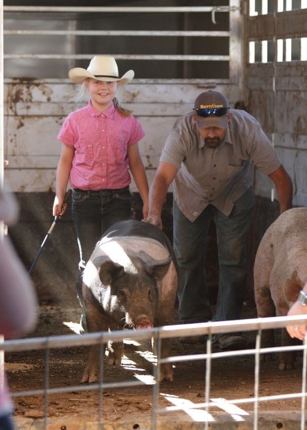 A girl and a man stand next to some pigs in the animal barn at the 2014 Klickitat County Fair.