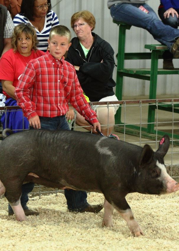 A boy shows his pig at the 2014 Klickitat County Fair.