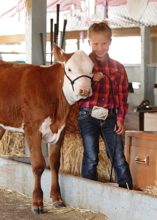 A little girl holds a calf by the leash in the animal barn at the 2014 Klickitat County Fair.