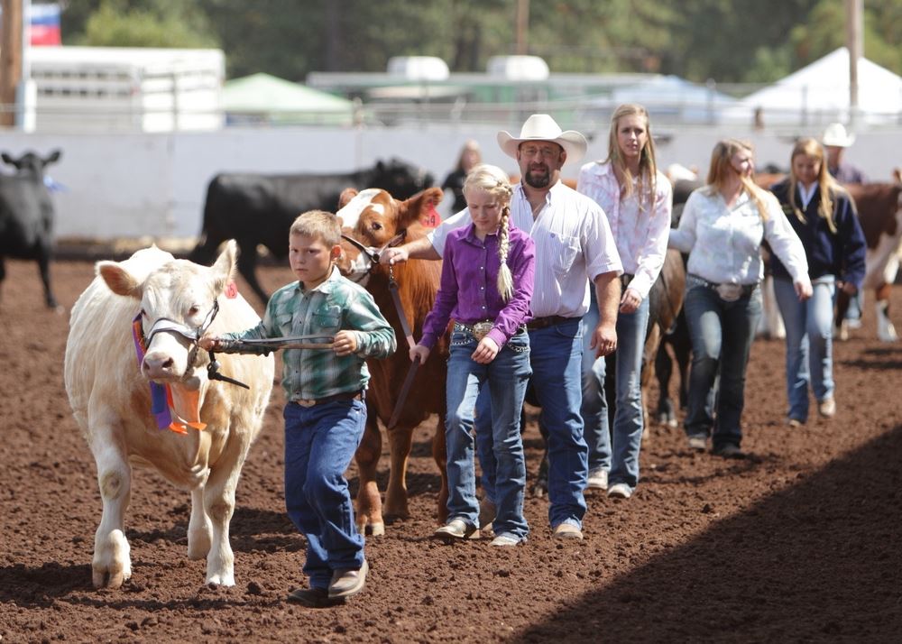 Contestants of the cow show at the 2014 Klickitat County Fair.