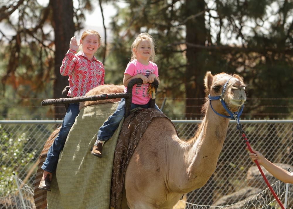 Two little girls sit on a camels back at the 2014 Klickitat County Fair.