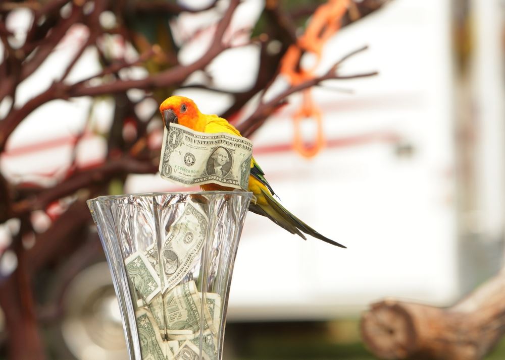 A parrot adds a dollar bill to a collection at the 2014 Klickitat County Fair.