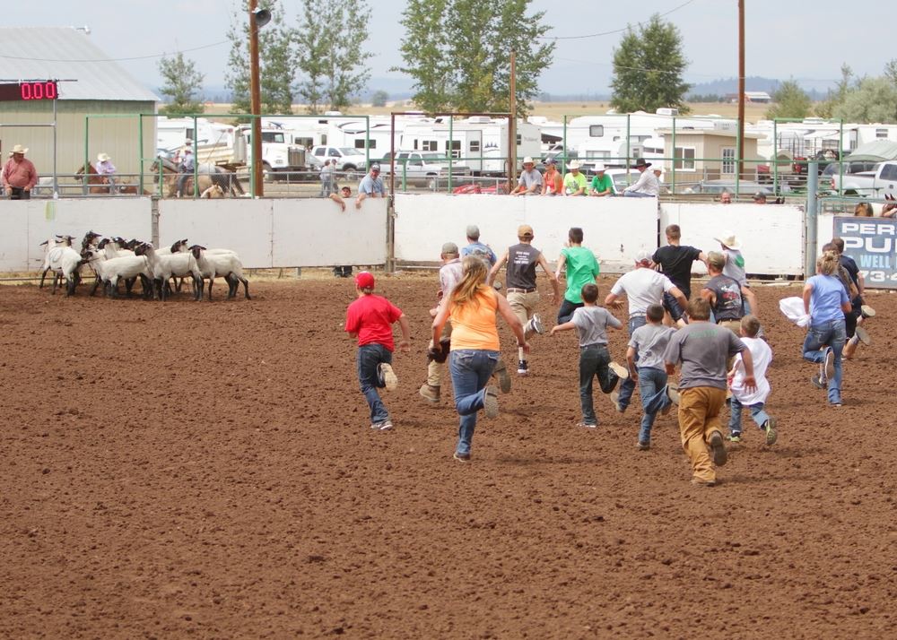 Teams run toward a flock of sheep to begin their attempts to t-shirt one during an event at the 2014 Klickitat County Fair Rodeo.