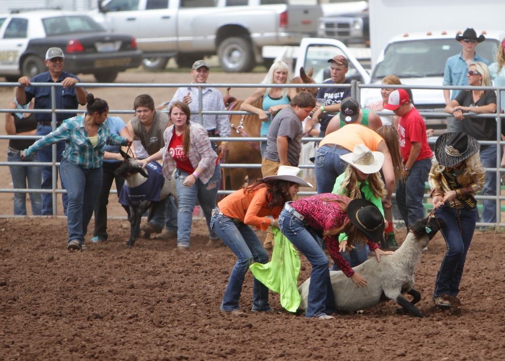 Teams attempt to get t-shirts put on their sheep during an event at the 2014 Klickitat County Fair Rodeo.