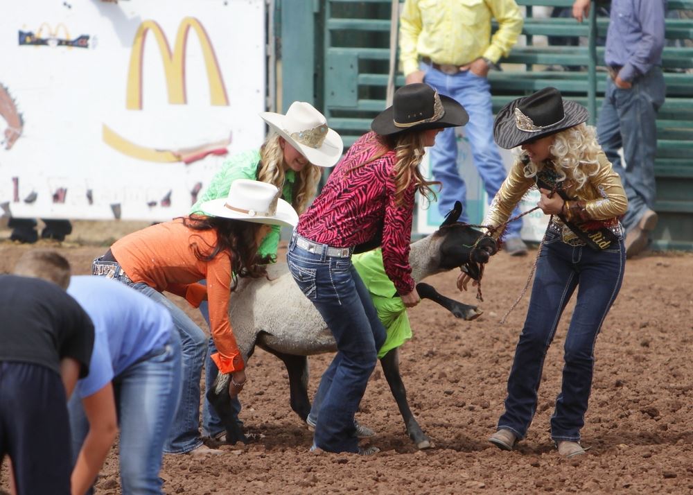 The team of rodeo queens attempt to push their t-shirted sheep toward the finish line.