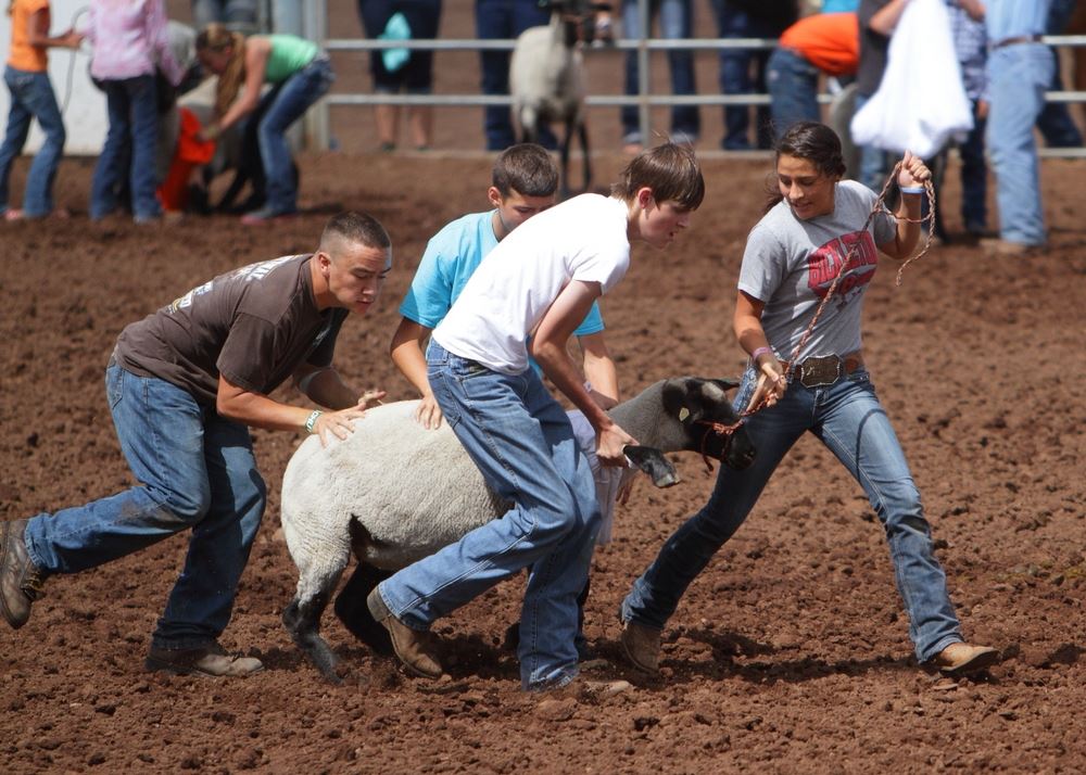 A team of kids push their t-shirted sheep toward the finish line.