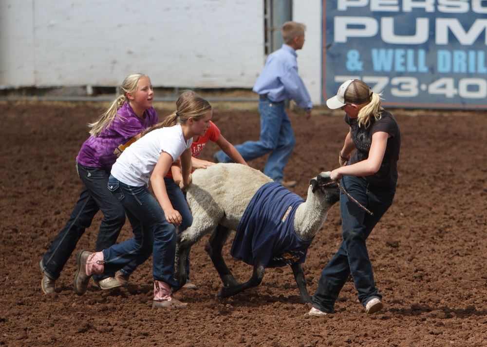 A team of kids push their t-shirted sheep toward the finish line.