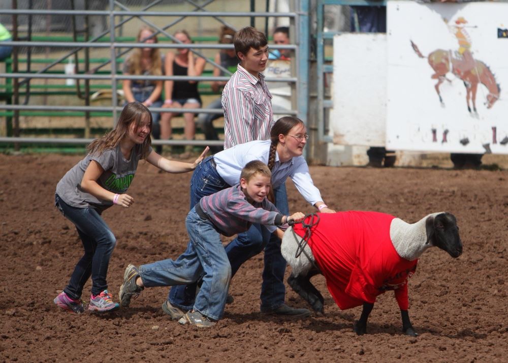 A team of kids push their t-shirted sheep toward the finish line.