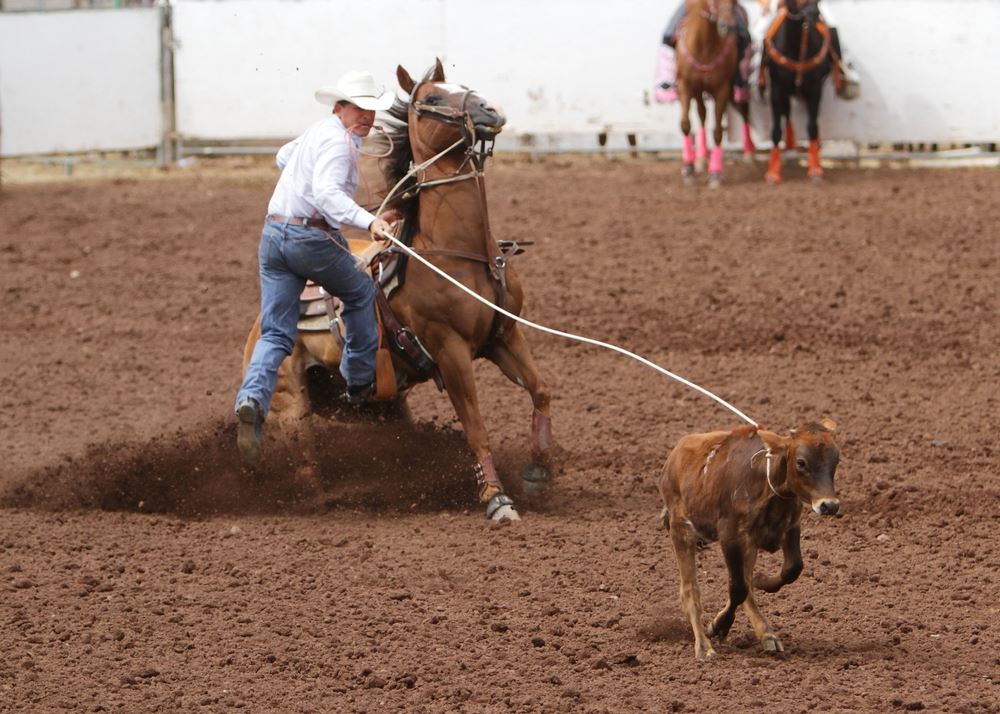 A man jumps off his horse after having lassoed a calf at the 2014 Klickitat County Fair Rodeo.