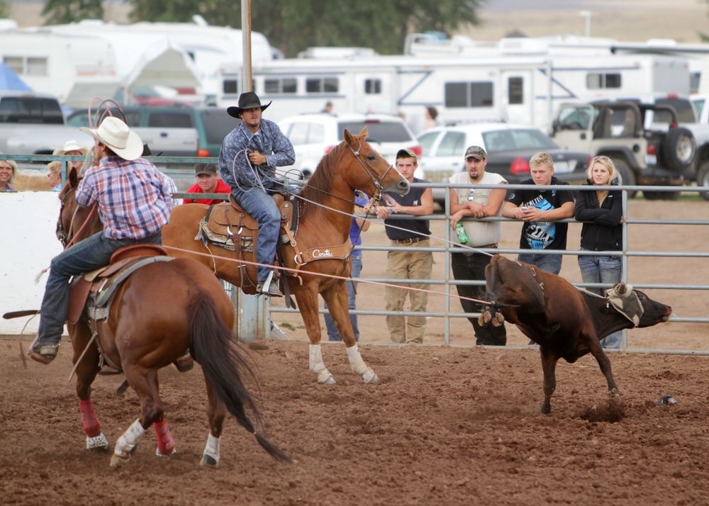 Two men lasso a calf from atop their horses.
