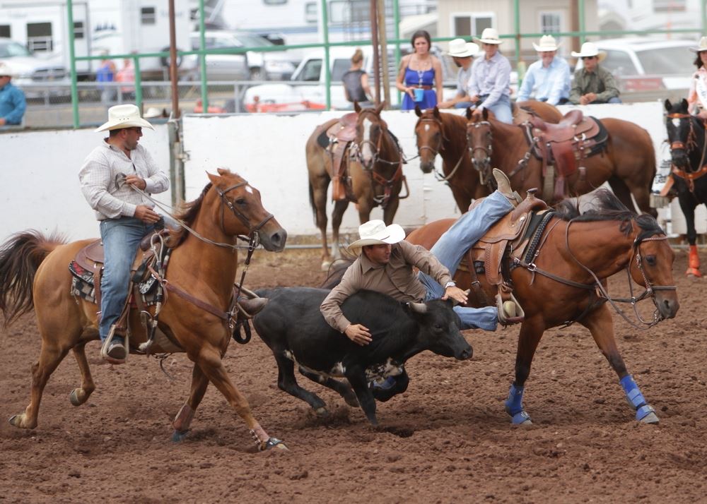 A man jumps from his horse in attempt to wrestle a calf at the 2014 Klickitat County Fair Rodeo.