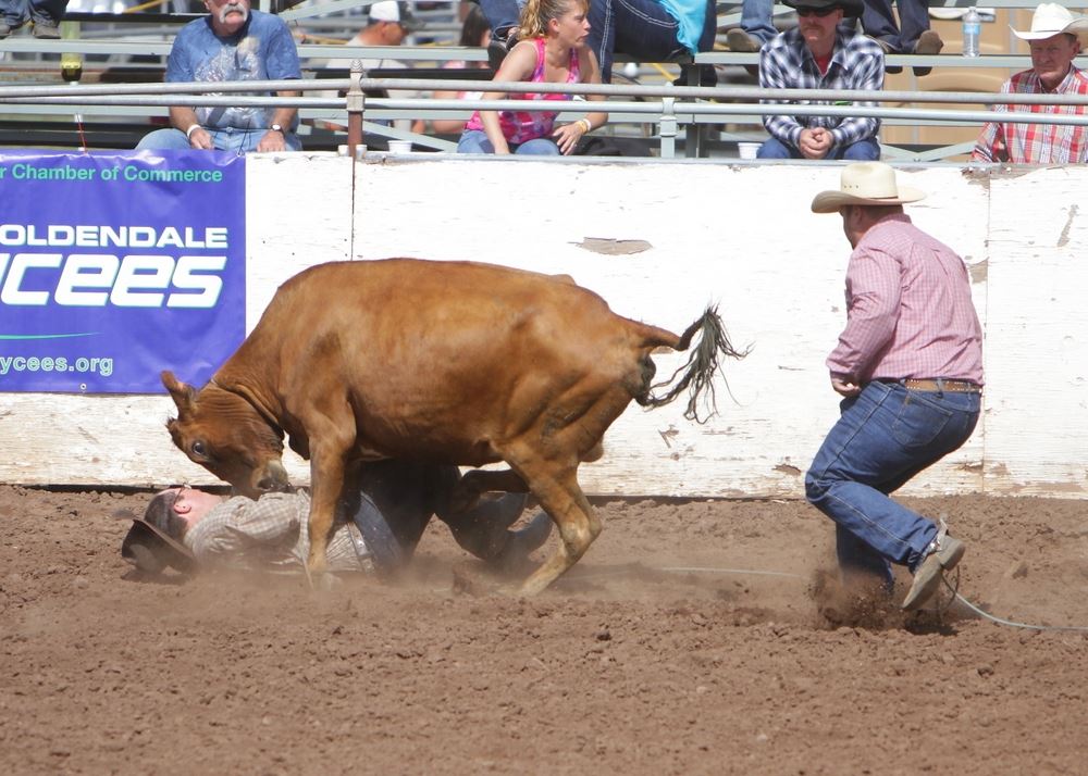 A cow stand over a man in the arena at the 2014 Klickitat County Fair Rodeo.