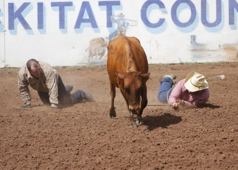 Men fall in the dirt on either side of a cow during an event at the 2014 Klickitat County Fair Rodeo.