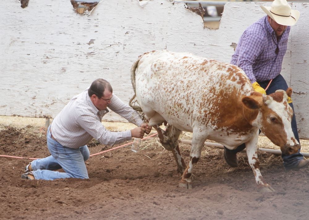 A man attempts to collect milk from a cow at an event for the 2014 Klickitat County Fair Rodeo.