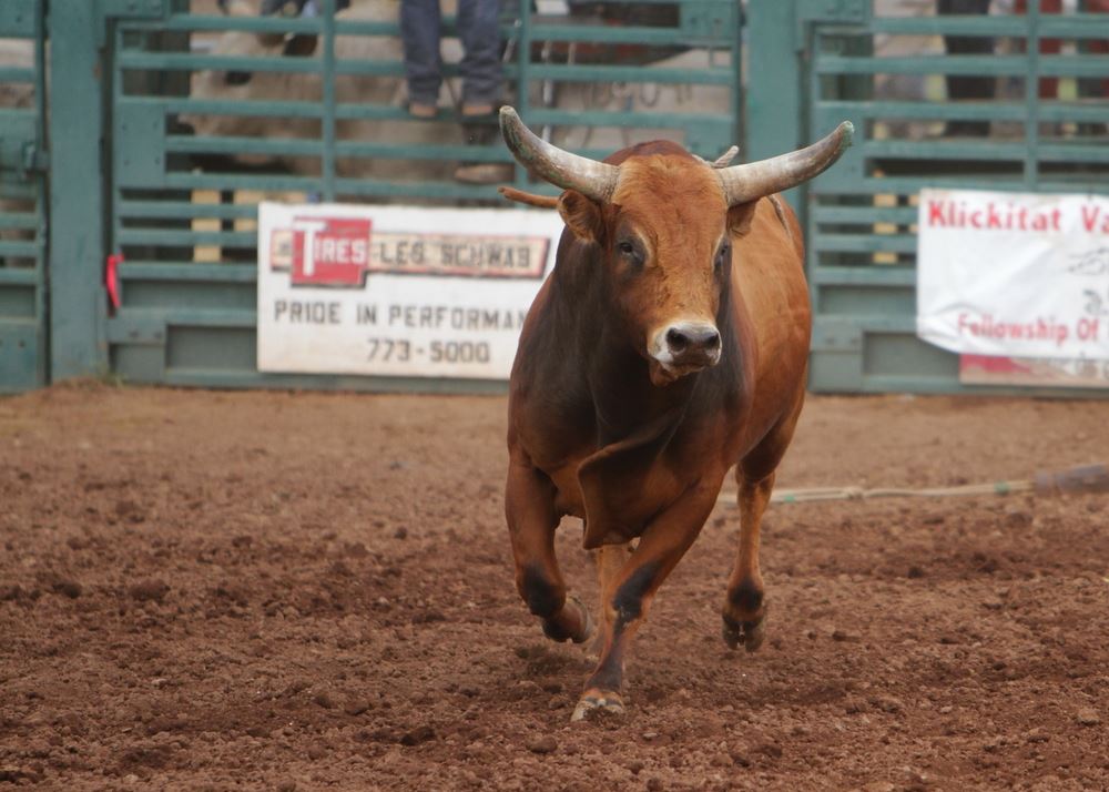A bull at the 2014 Klickitat County Fair Rodeo.