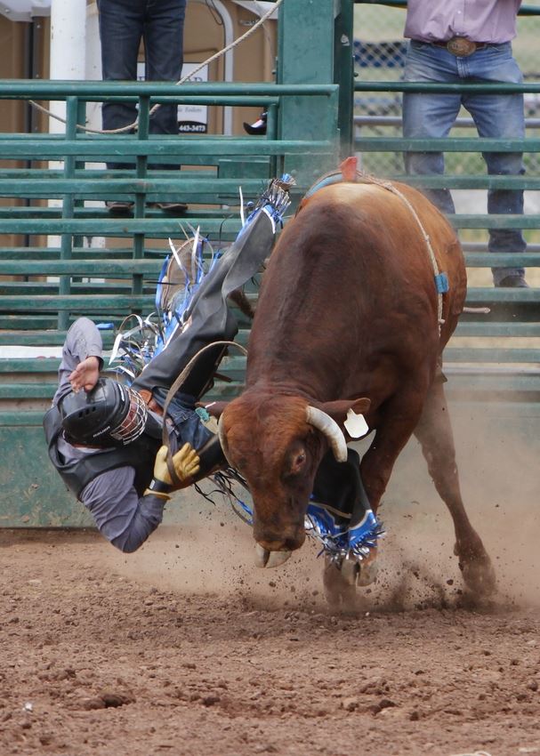 A man falls from a bucking bull at the 2014 Klickitat County Fair Rodeo.