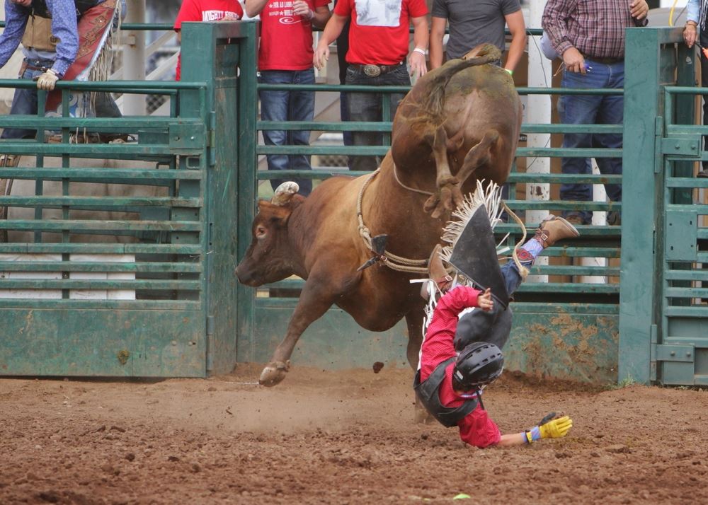A man falls from a bucking bull during the 2014 Klickitat County Fair Rodeo.