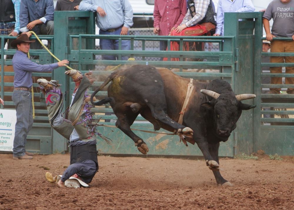 A man lands on his head after falling from a bull at the 2014 Klickitat County Fair Rodeo.