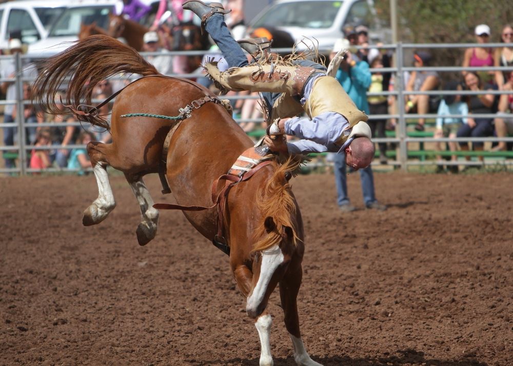 A man is flung head first over his horse at the 2014 Klickitat County Fair Rodeo.