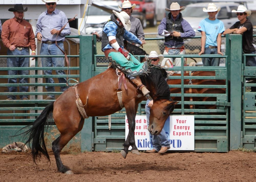 A man rides a bucking horse at the 2014 Klickitat County Fair Rodeo.