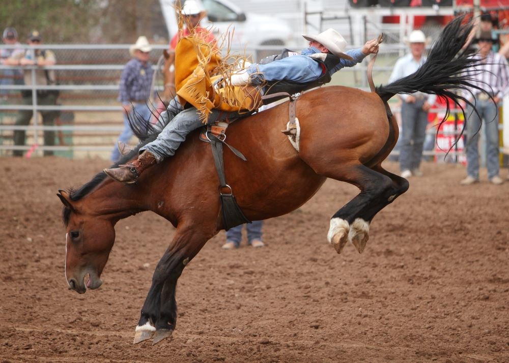 A man gets thrown backward on a bucking horse at the 2014 Klickitat County Fair Rodeo.