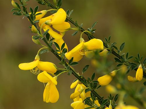 Scotchbroom3