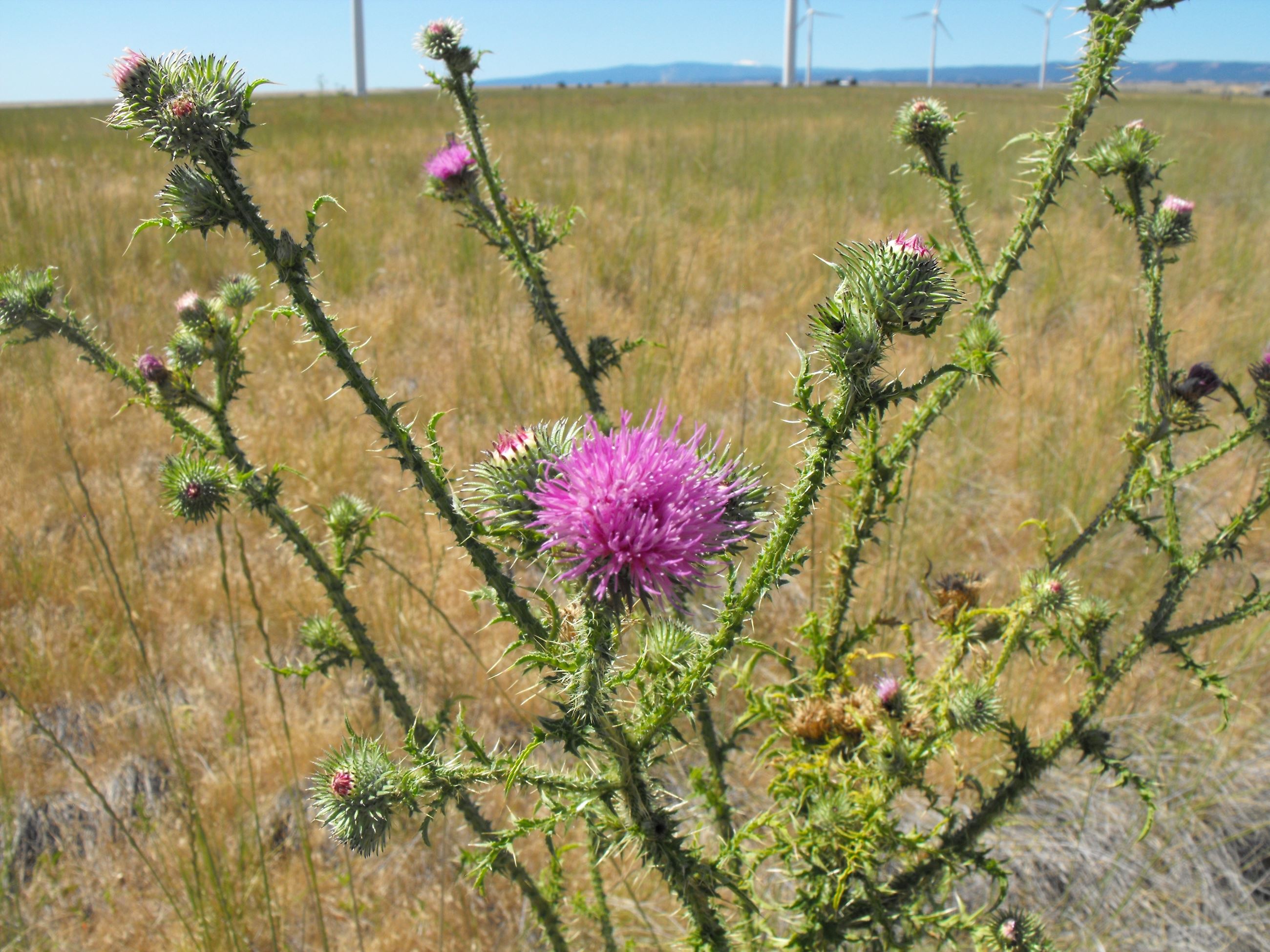 Thistle.plumele
