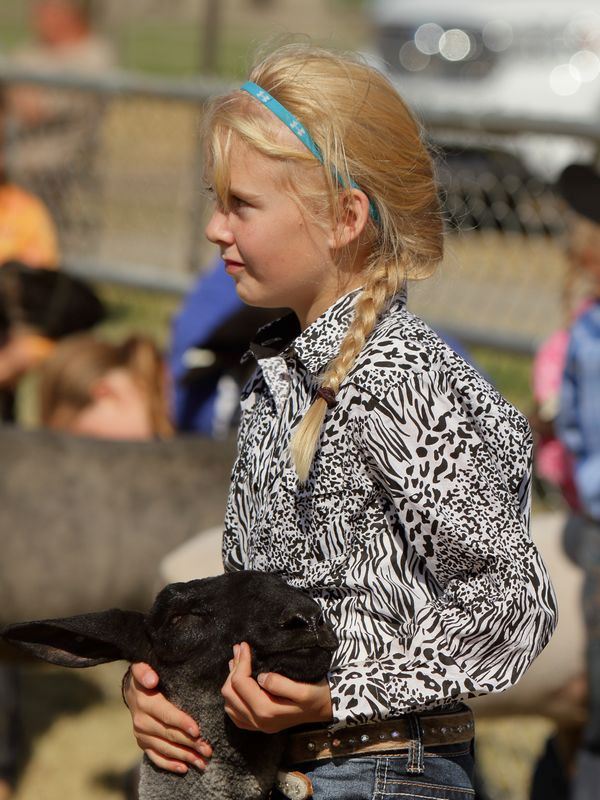 A little girl holds the head of her show sheep.