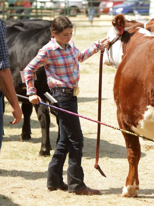 A girl shows a cow during the 2015 Klickitat County Fair.