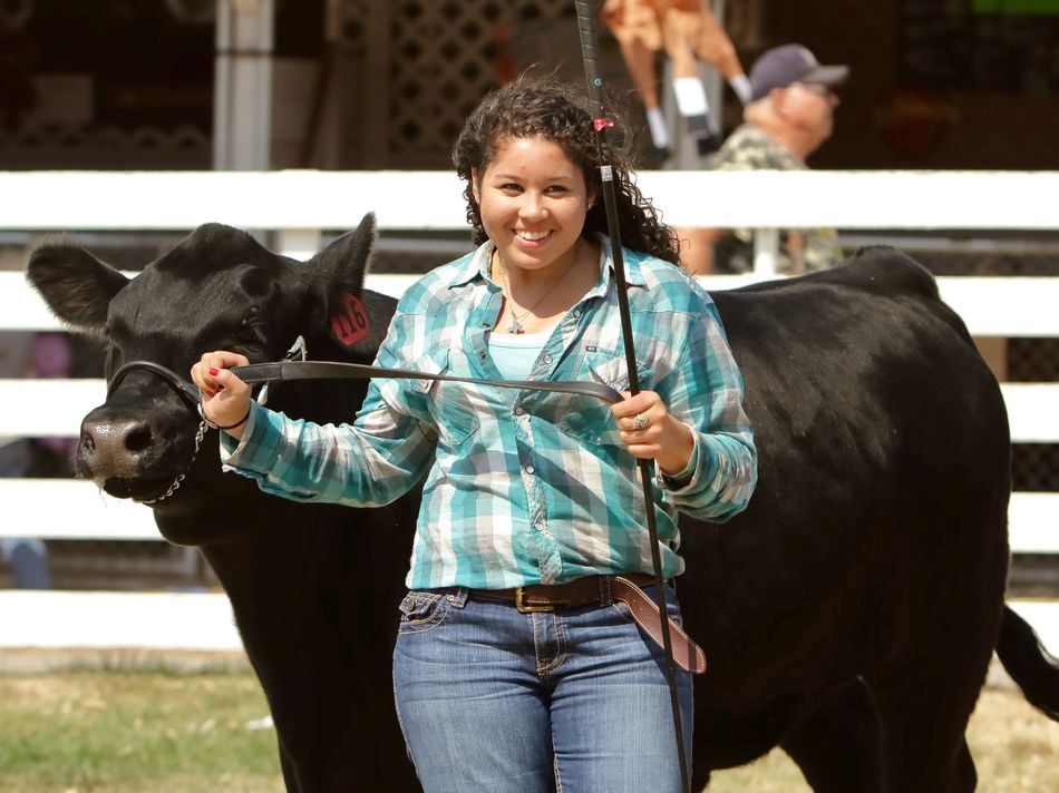 A young woman shows her cow at the 2015 Klickitat County Fair.