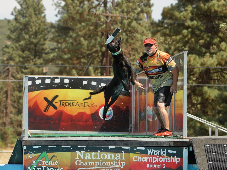 A black lab flies through the air to catch a toy for the AirDogs Championship.