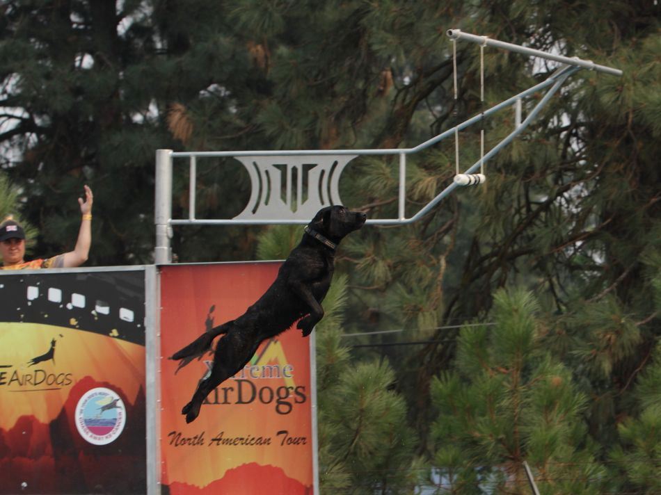 A black lab flies to the toy hanging in the air for the AirDogs Championship.