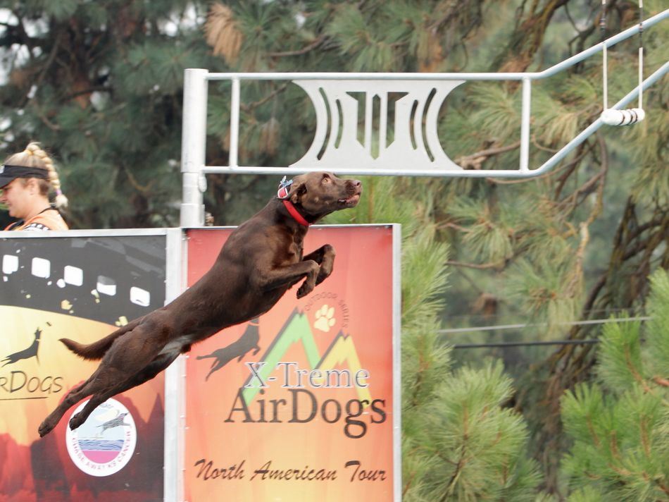 A chocolate lab flies through the air for the AirDogs Championship.