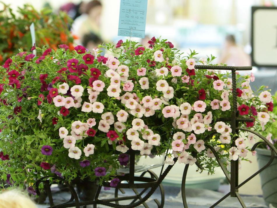 Flowers displayed at the flowers exhibit at the 2015 Klickitat County Fair.