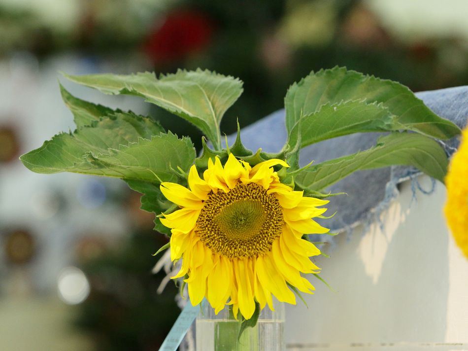 A sunflower close up.